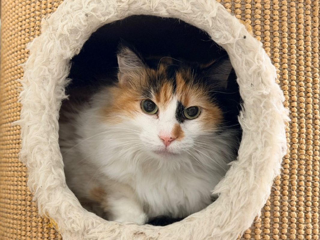 Moka - Chat Européen à adopter
