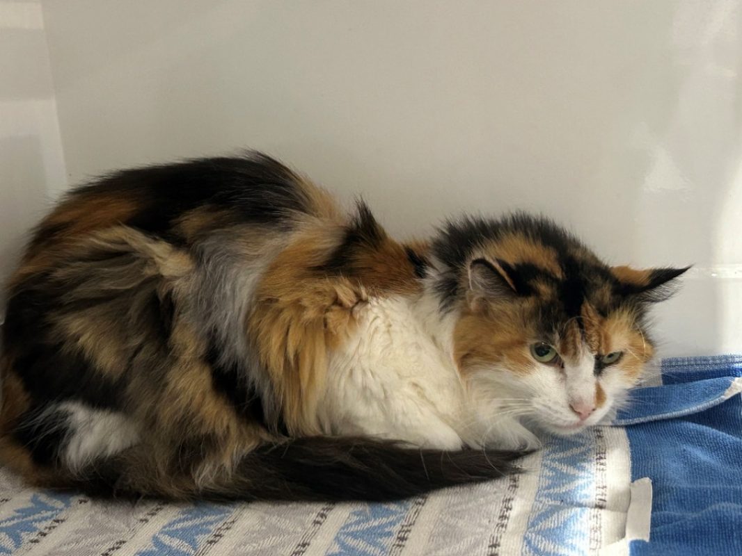 Moka - Chat Européen à adopter - photo 2