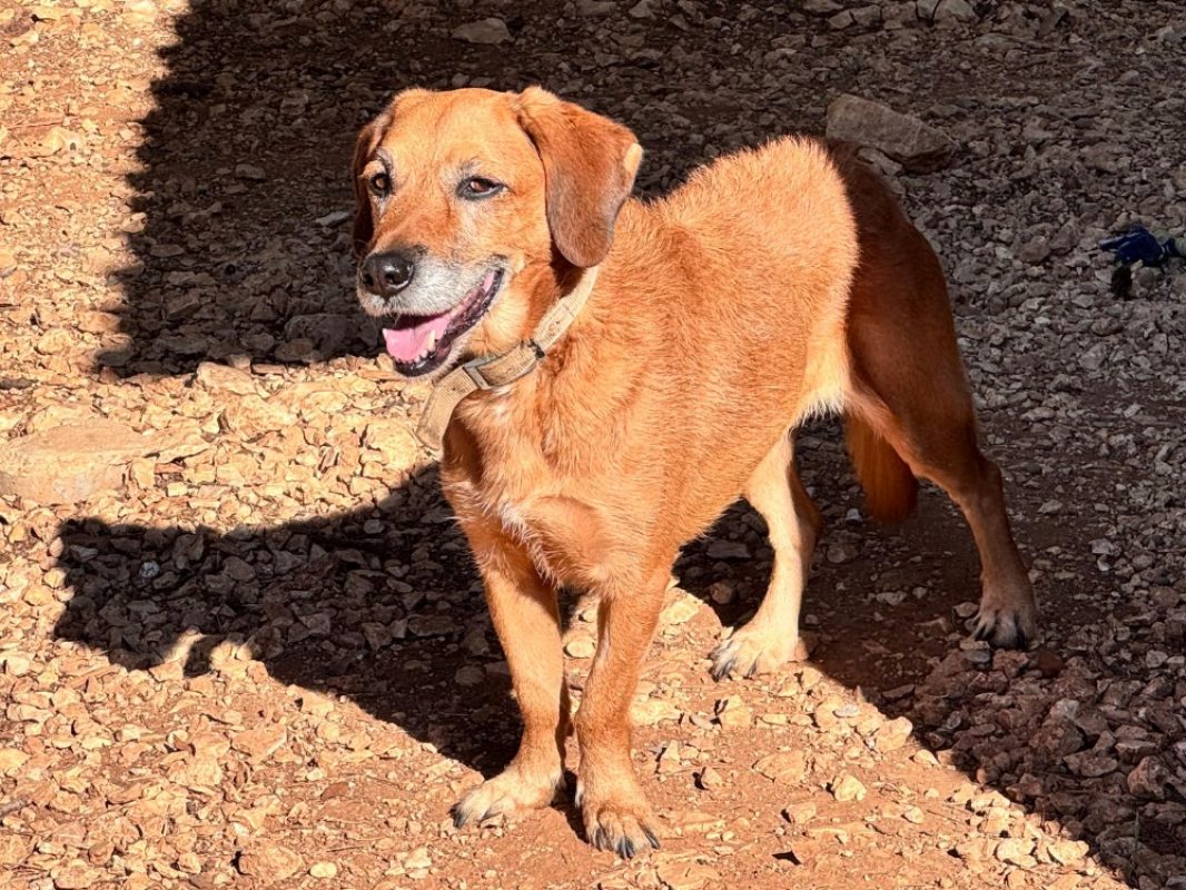 Orea - Chien Berger à adopter