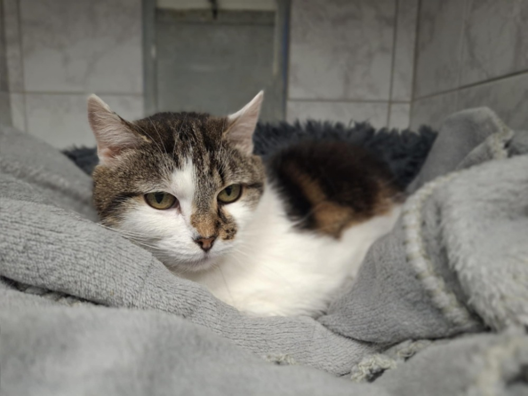 Photo #1 de Noguette