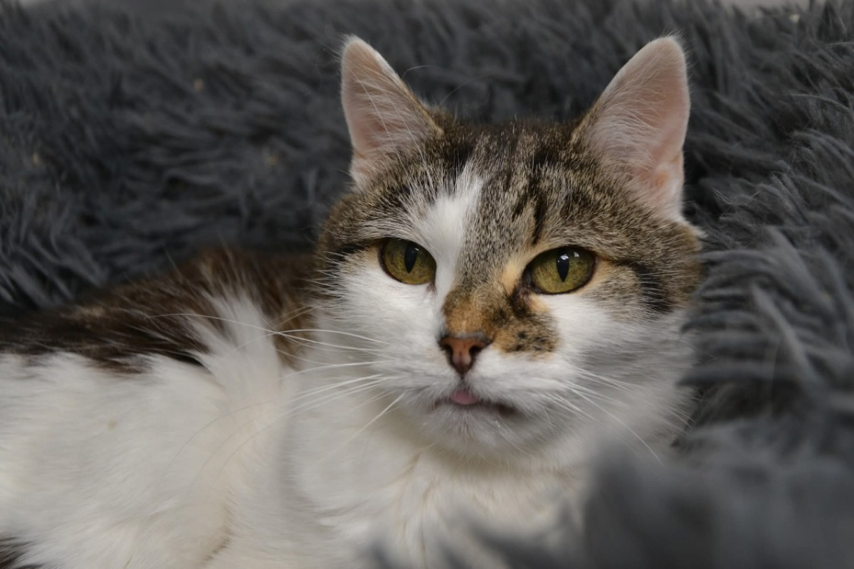 Photo #2 de Noguette