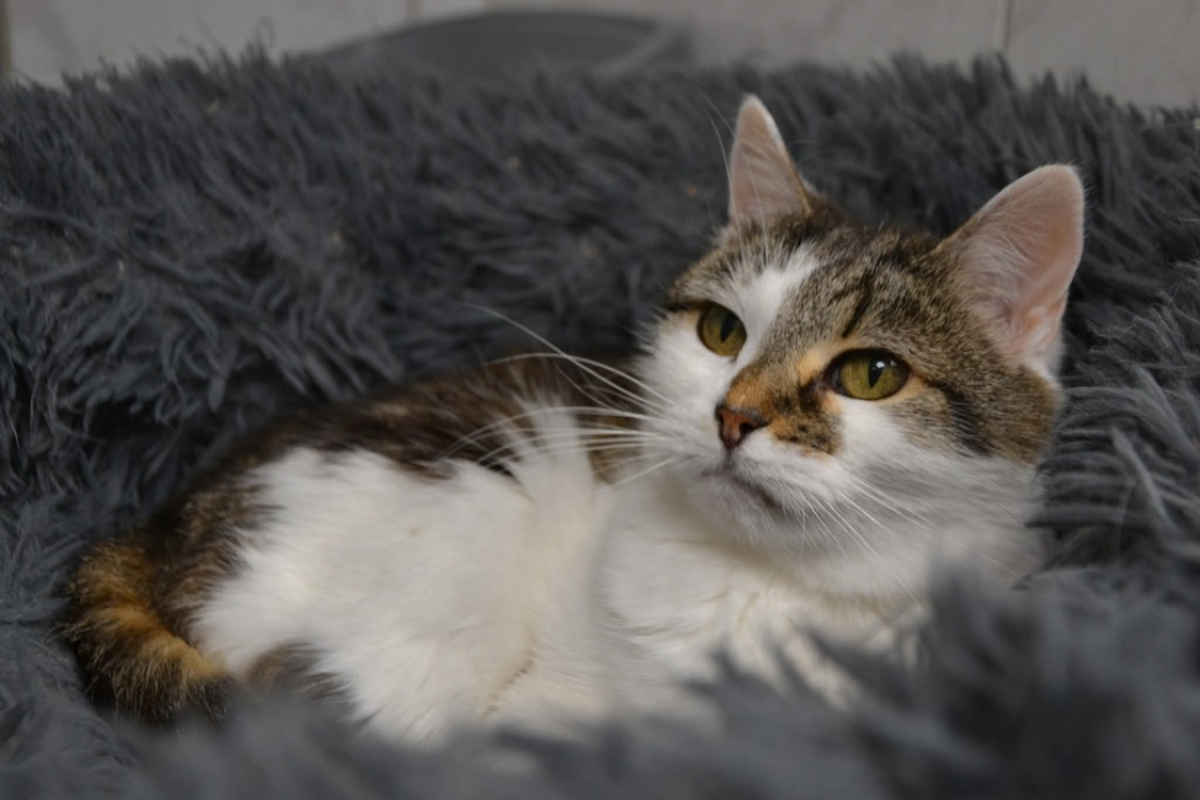 Photo #3 de Noguette