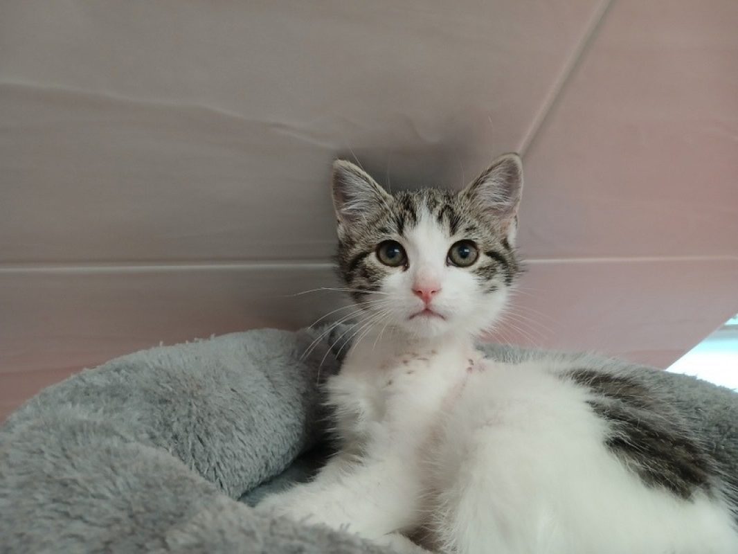 Kanta - Chat Européen à adopter