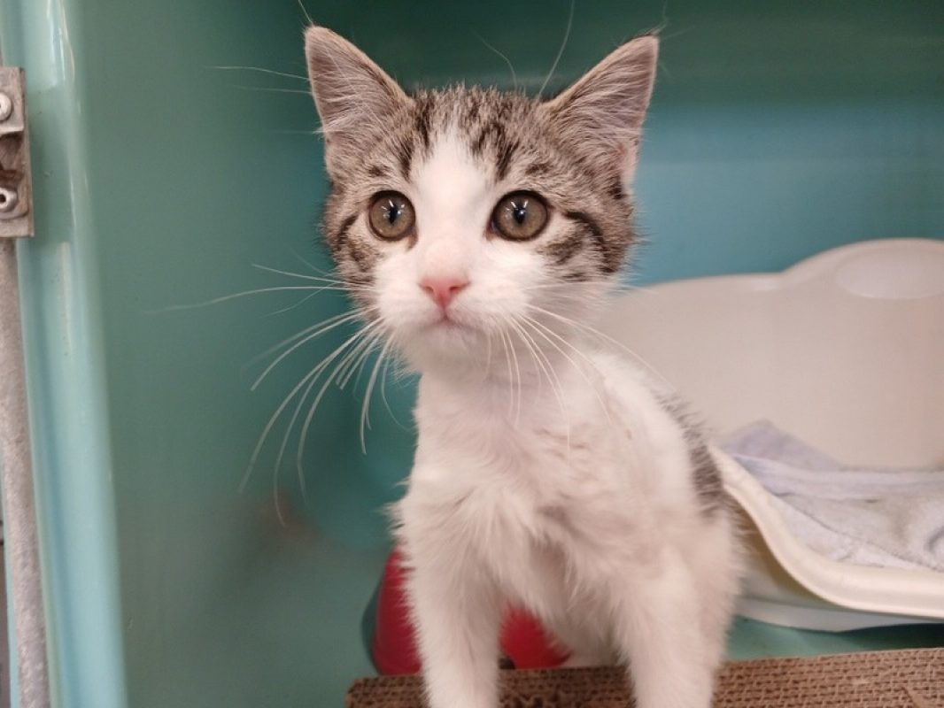 Kanta - Chat Européen à adopter - photo 2
