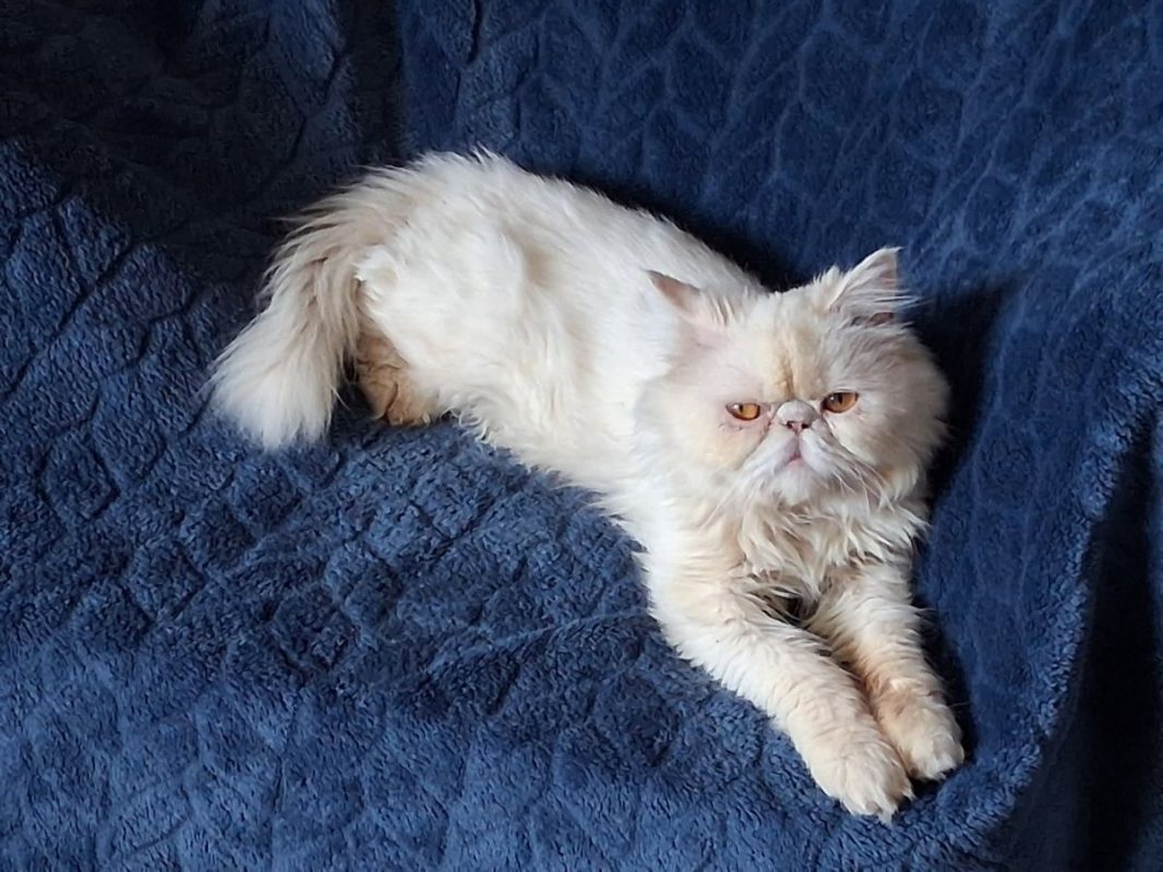 Archi - Chat Persan à adopter