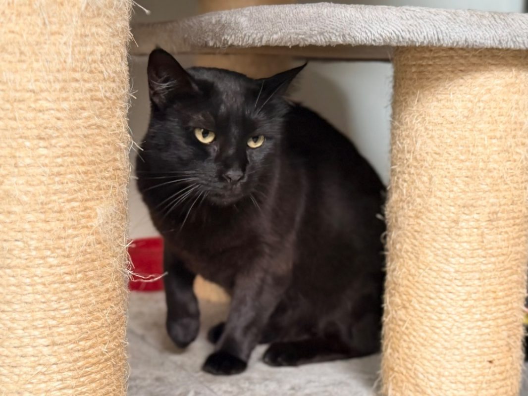 Bastet - Chat Européen à adopter