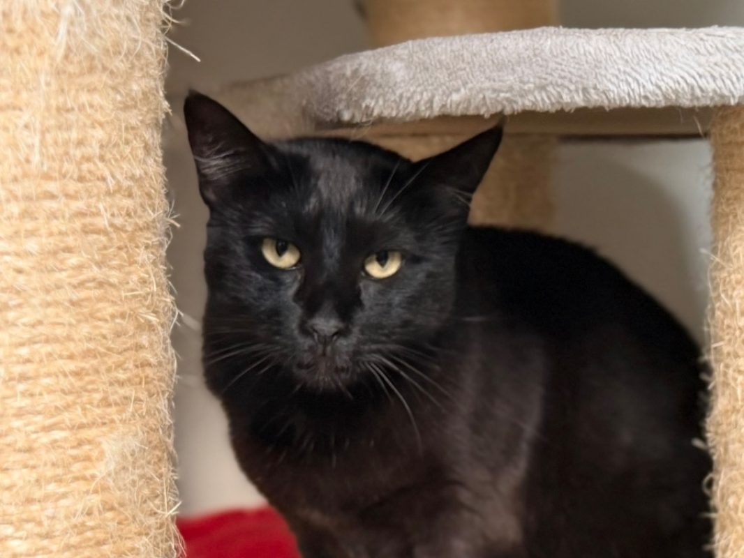 Bastet - Chat Européen à adopter - photo 2