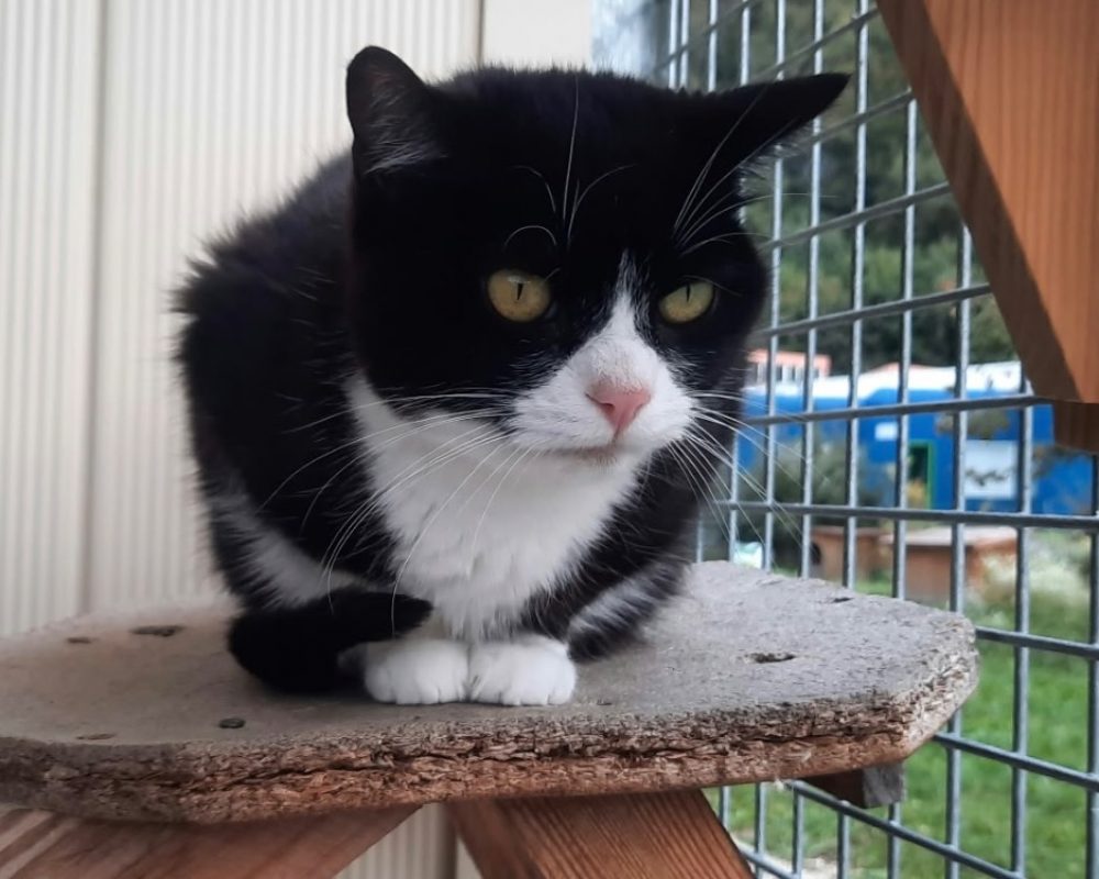 Moka - Chat Européen à adopter