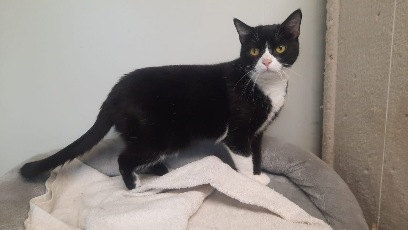 Moka - Chat Européen à adopter - photo 2