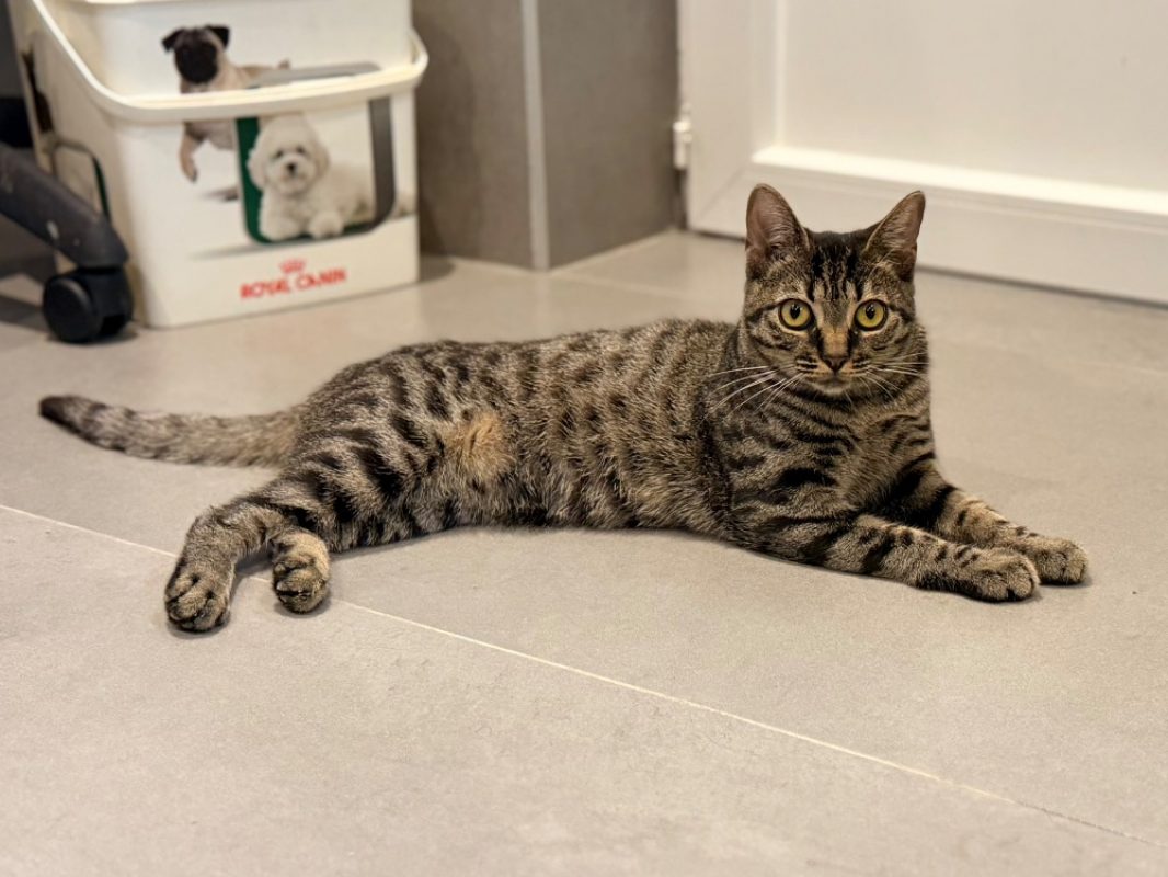 Tarra - Chat Européen à adopter