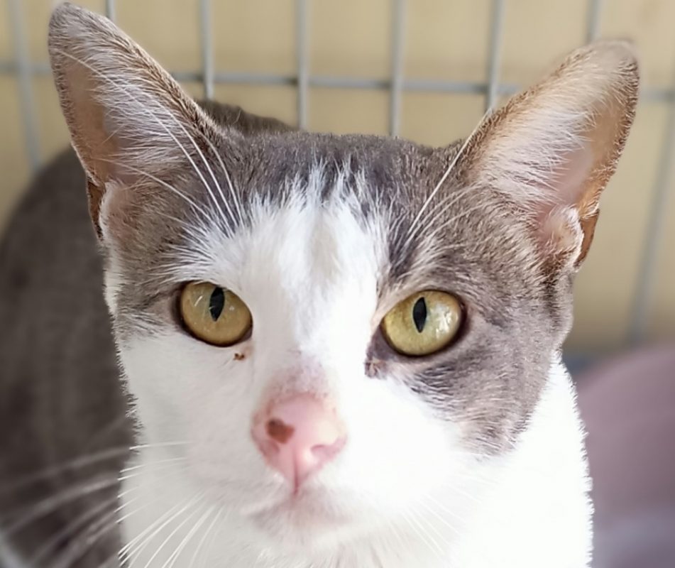 Advitam - Chat Européen à adopter