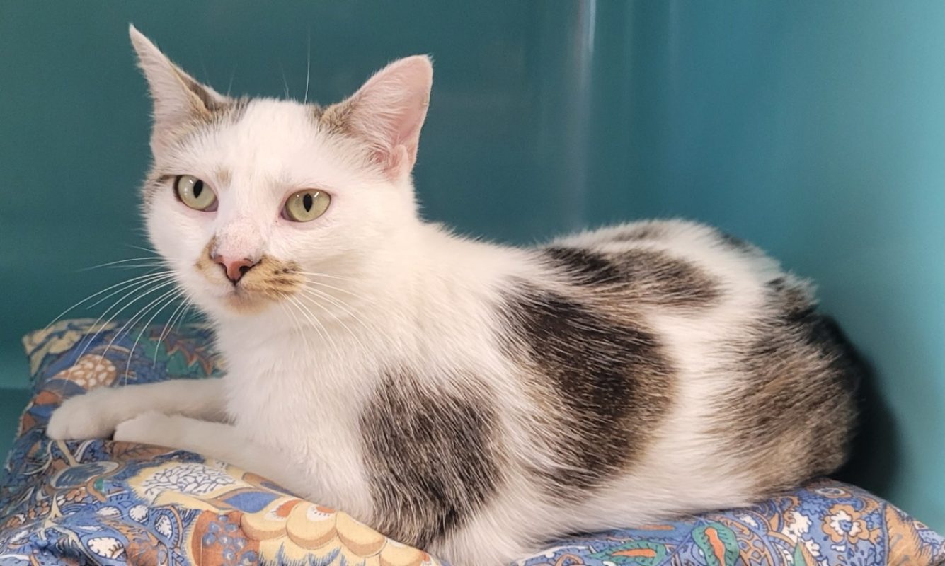 Zaely - Chat Européen à adopter