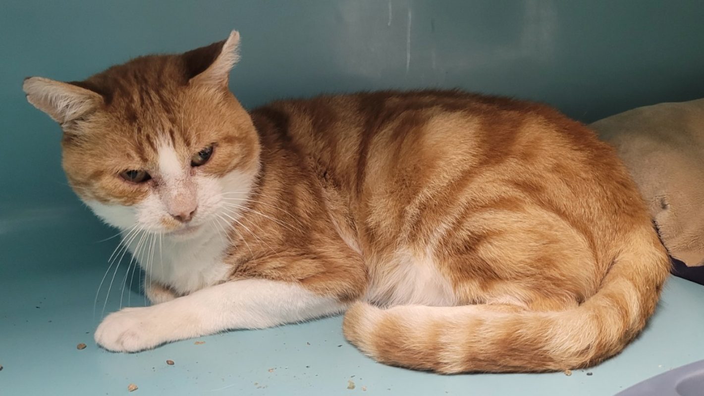 Stoffel - Chat Européen à adopter
