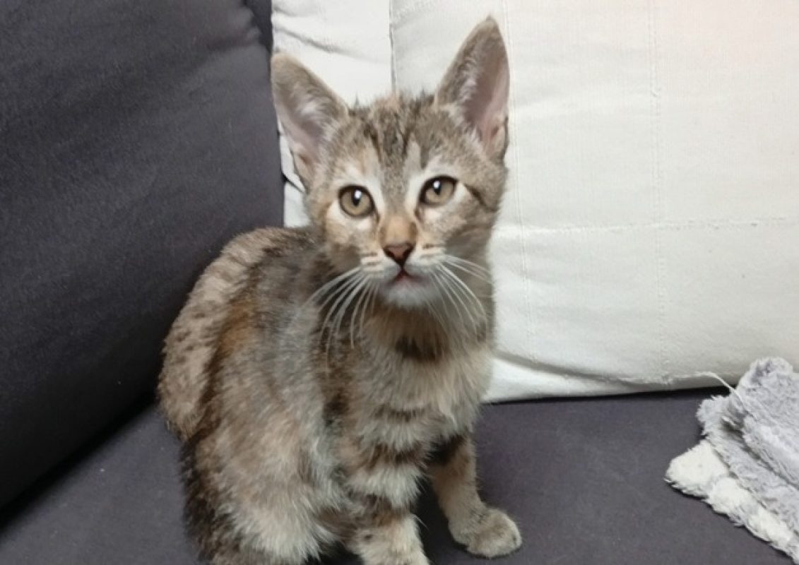 Pitchoune - Chat Européen à adopter