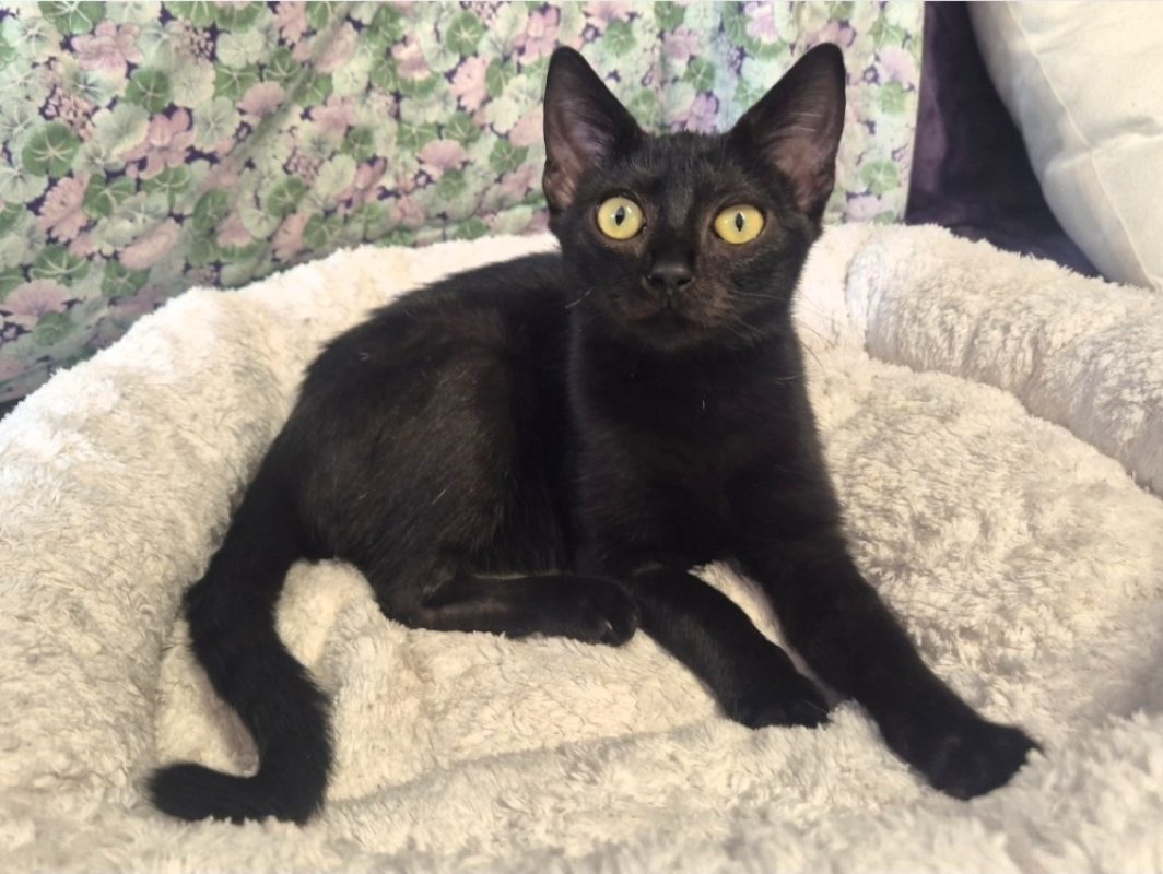 Paola - Chat Européen à adopter