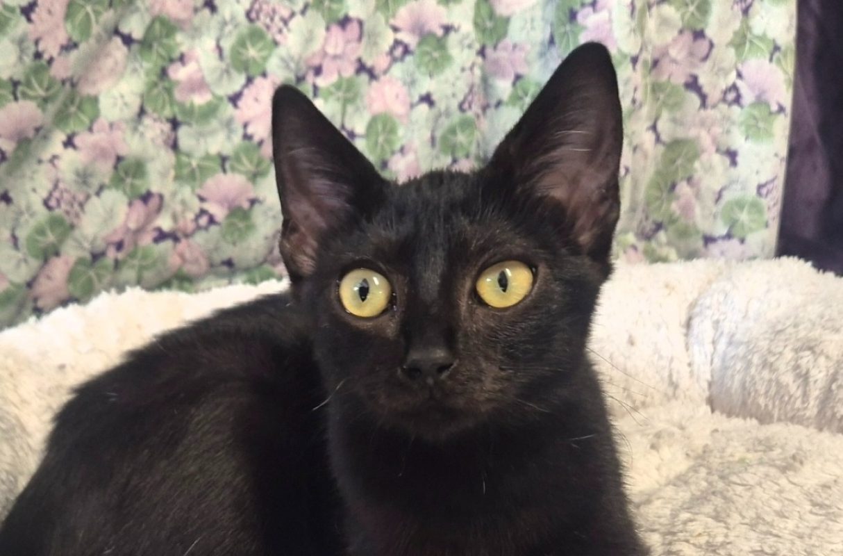 Paola - Chat Européen à adopter - photo 2