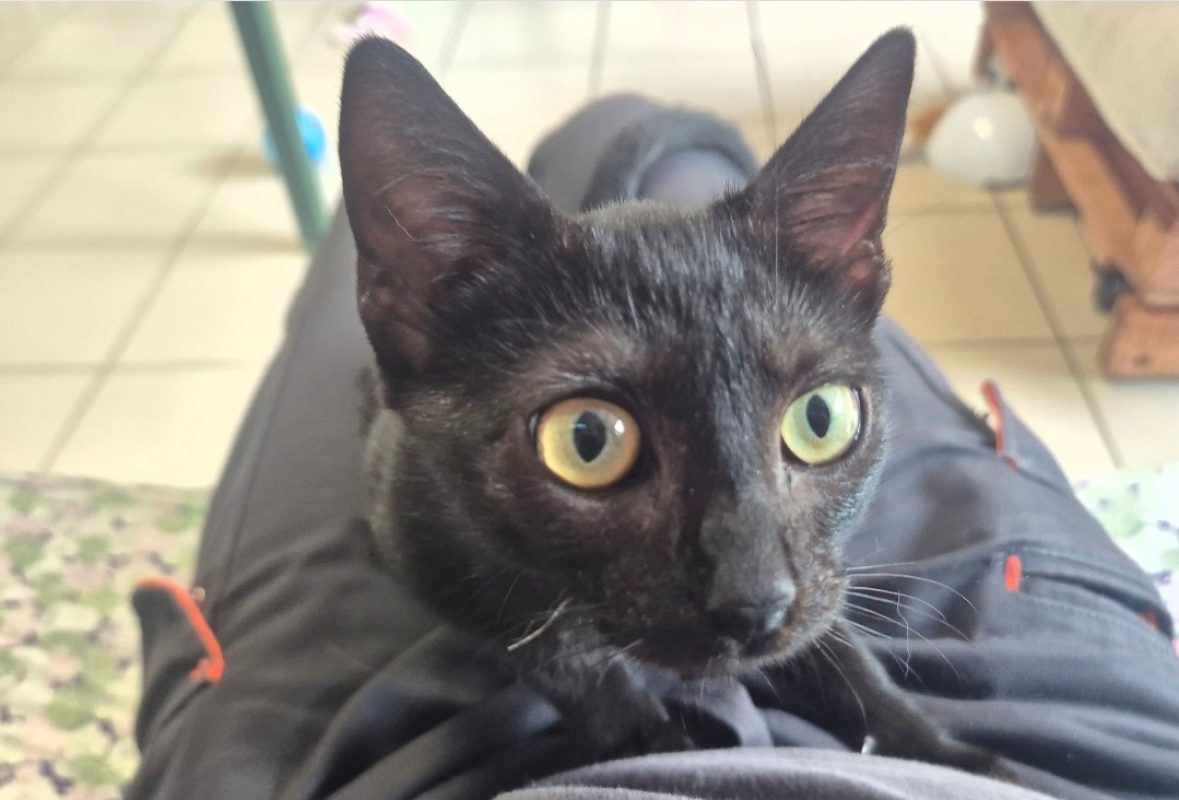 Paola - Chat Européen à adopter - photo 3