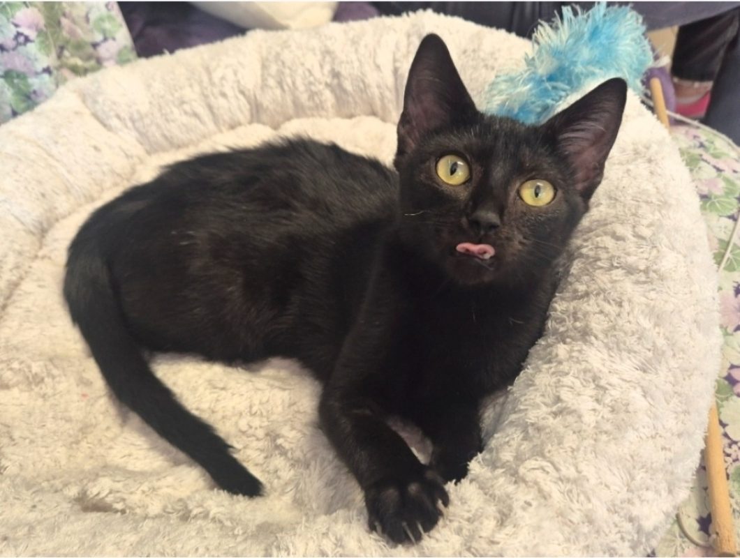 Paola - Chat Européen à adopter - photo 4