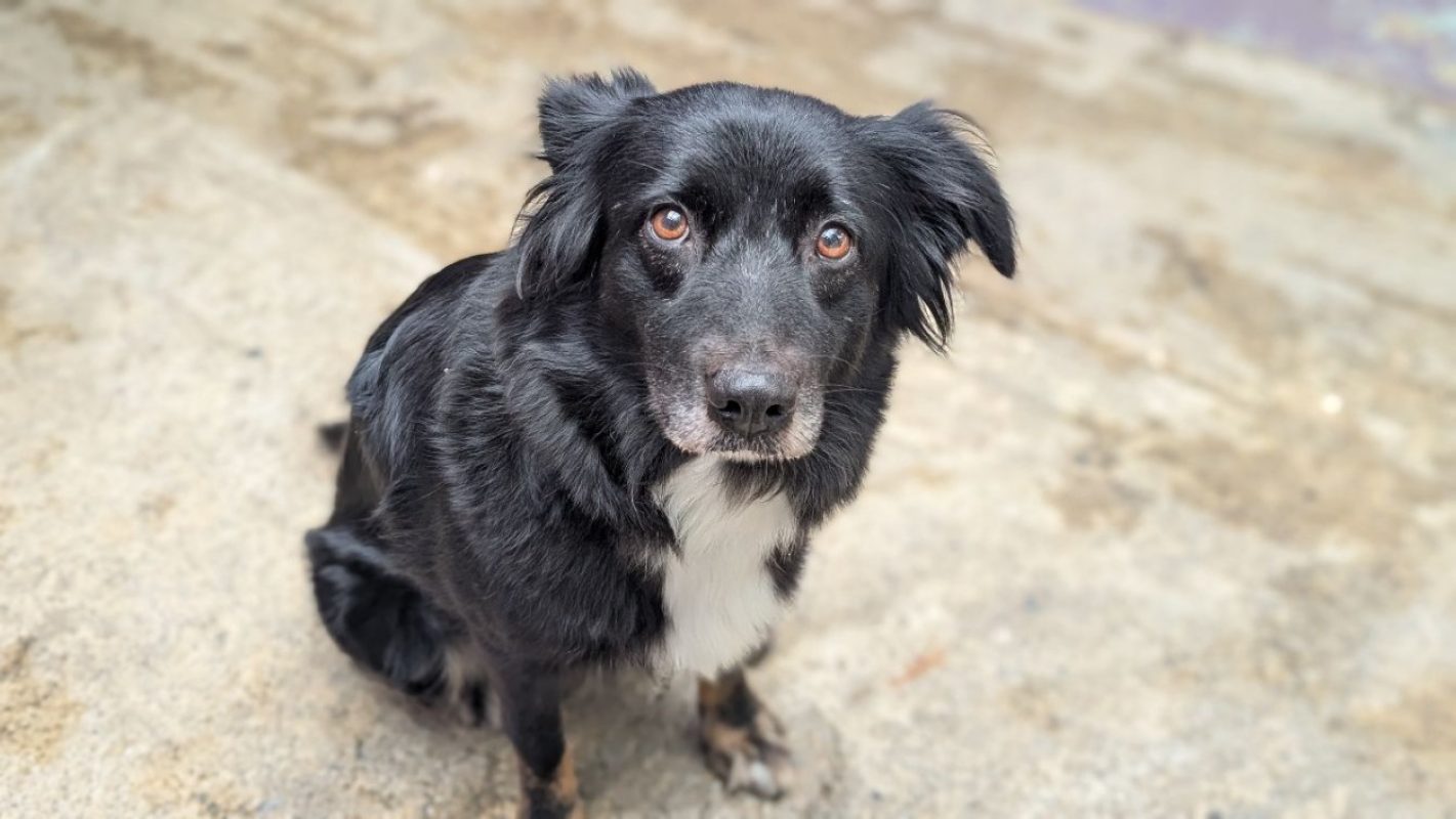 Rocket - Chien à adopter