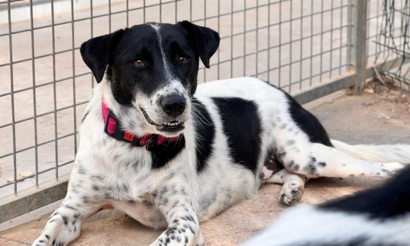 Joya - Chien Berger à adopter