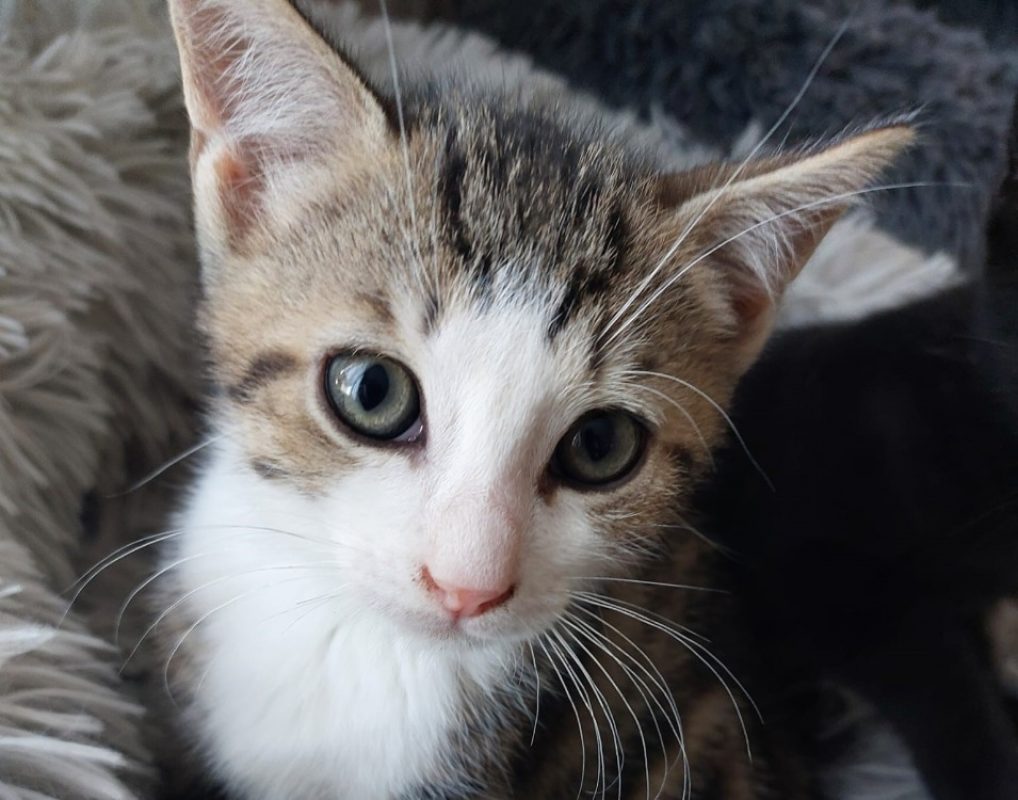 Biboune - Chat Européen à adopter