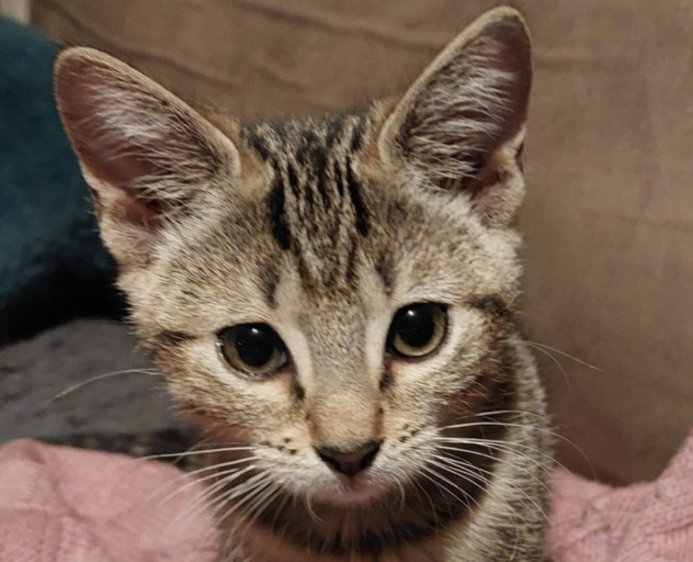 Bonbon - Chat Européen à adopter