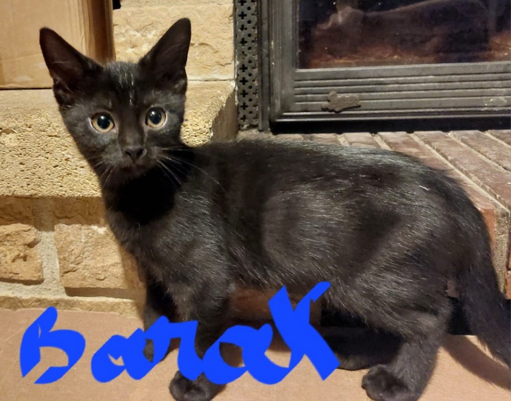Barak - Chat Européen à adopter