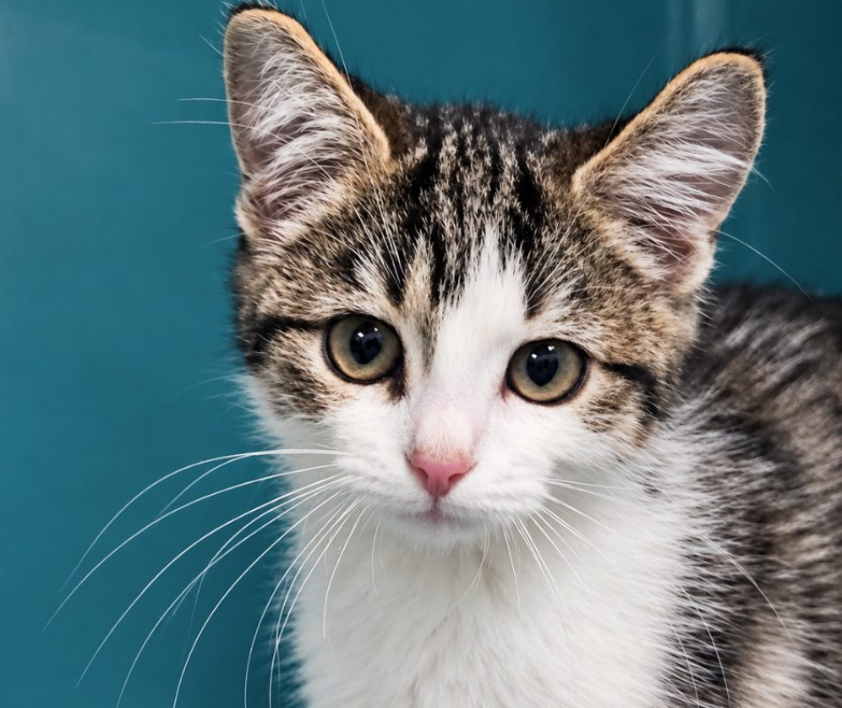 Soondae - Chat Européen à adopter