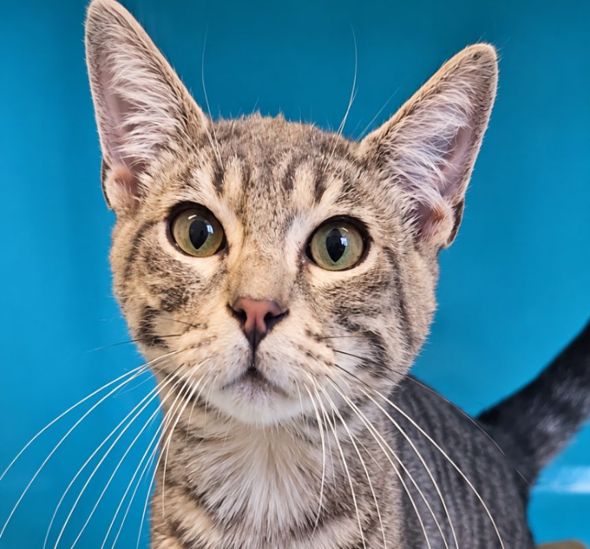 Flik - Chat Européen à adopter