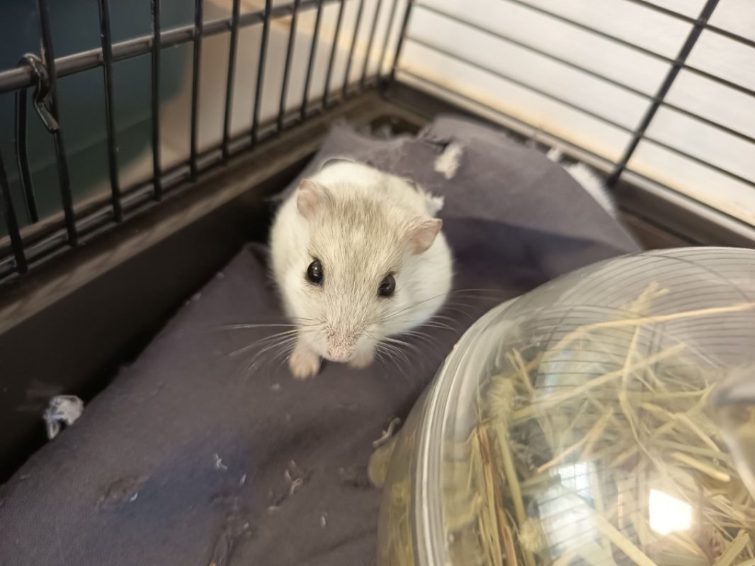 Trevor - Rongeur Hamster à adopter