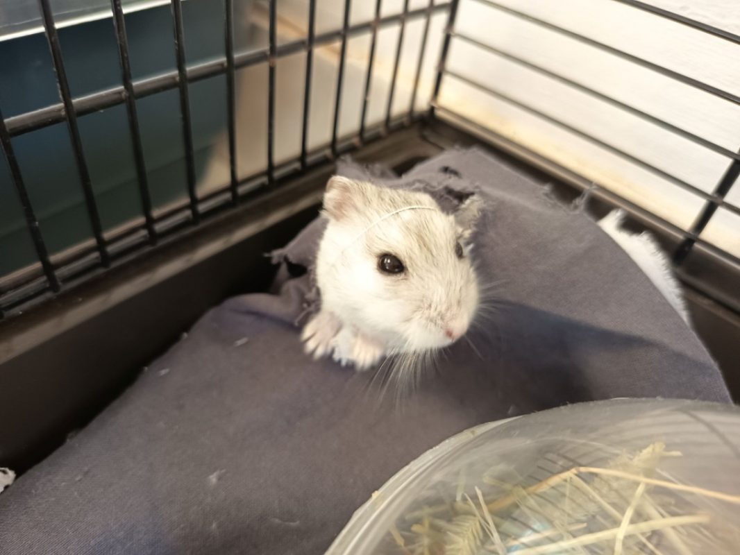Trevor - Rongeur Hamster à adopter - photo 2