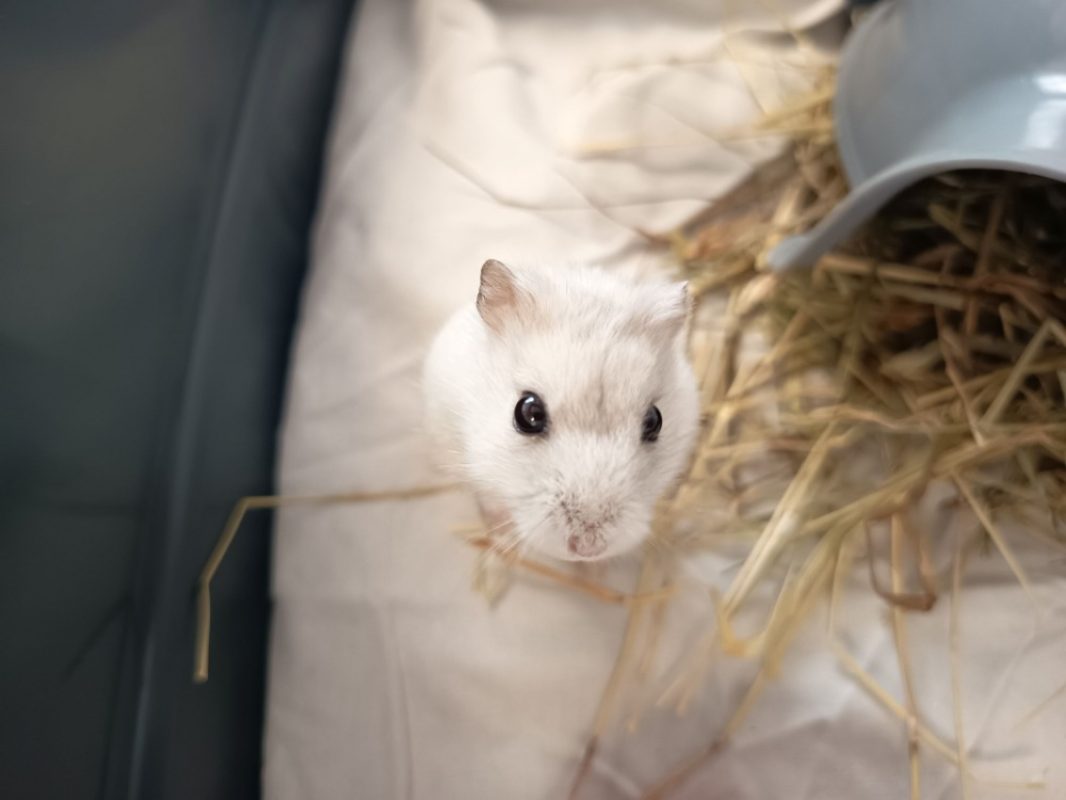 Michael - Rongeur Hamster à adopter