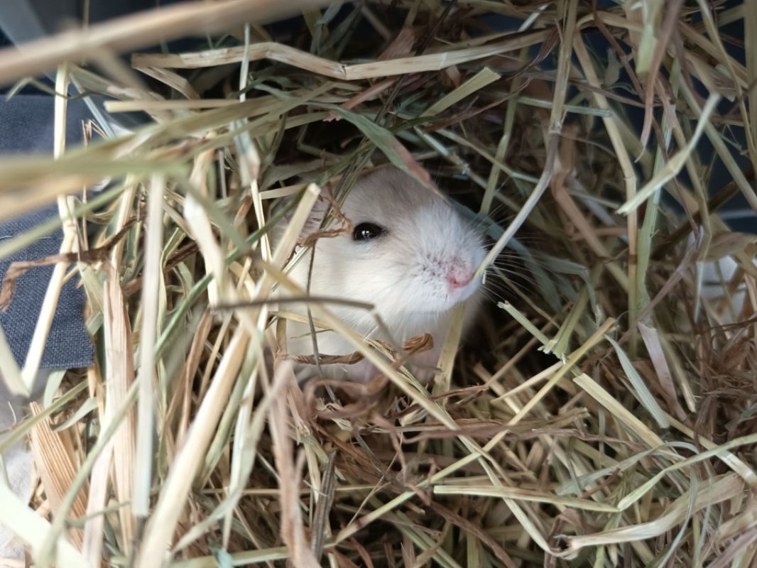 Michael - Rongeur Hamster à adopter - photo 2