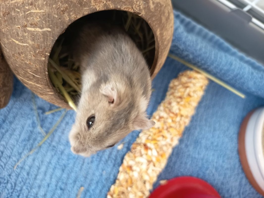 Franklin - Rongeur Hamster à adopter