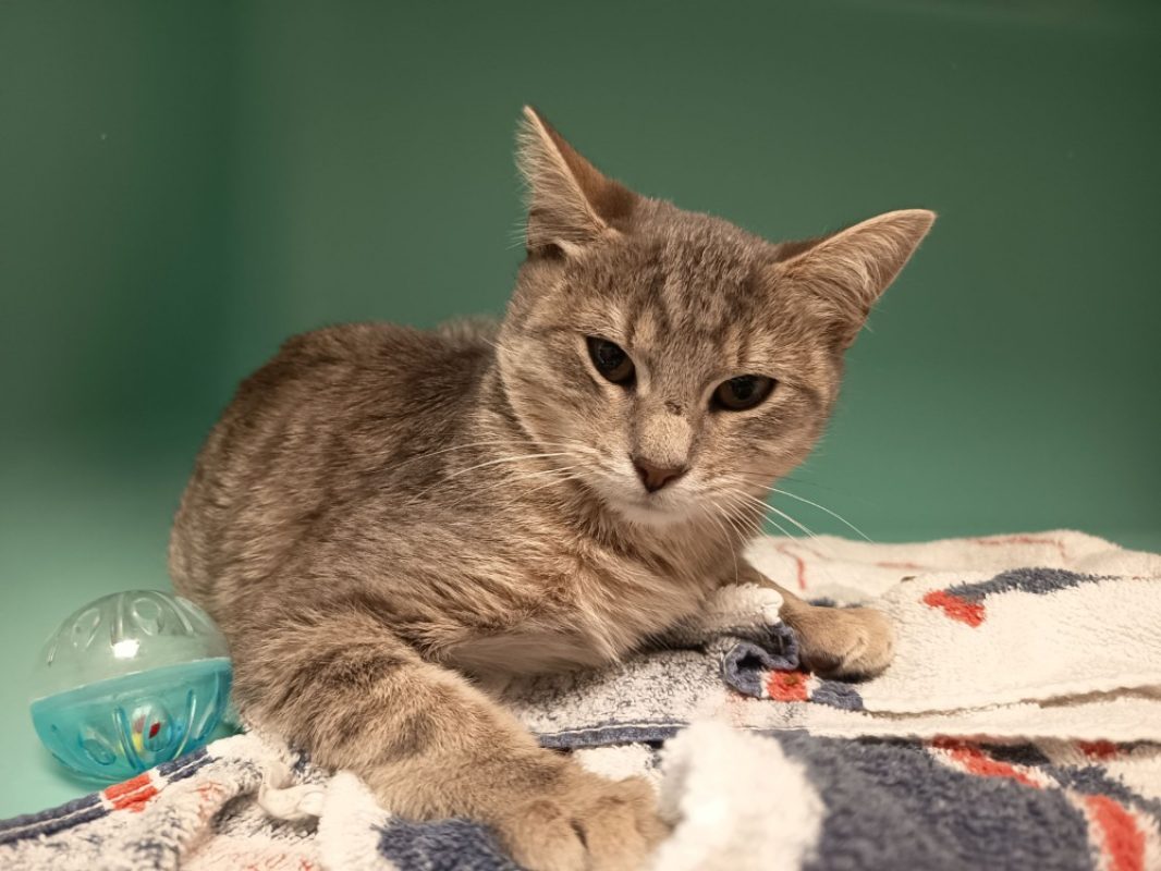 Phoebe - Chat Européen à adopter