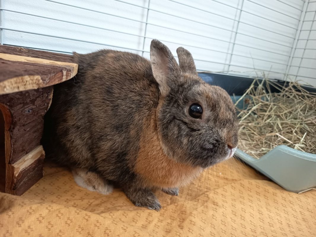 Quignon - Rongeur Lapin à adopter