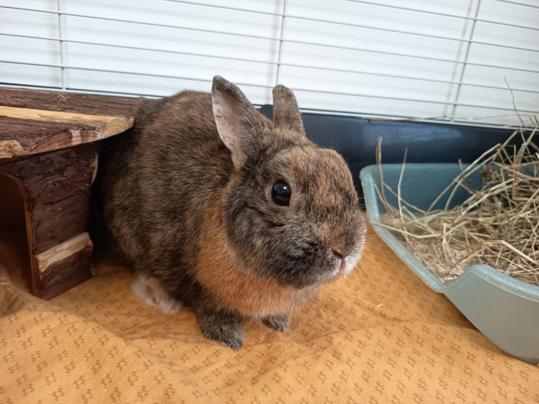 Quignon - Rongeur Lapin à adopter - photo 2