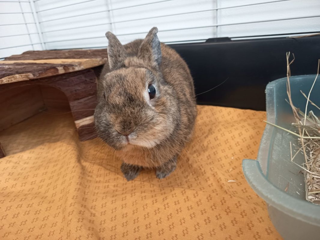 Quignon - Rongeur Lapin à adopter - photo 3