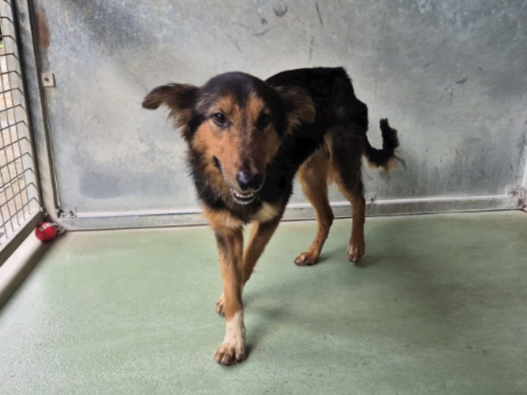 Tabasco - Chien à adopter