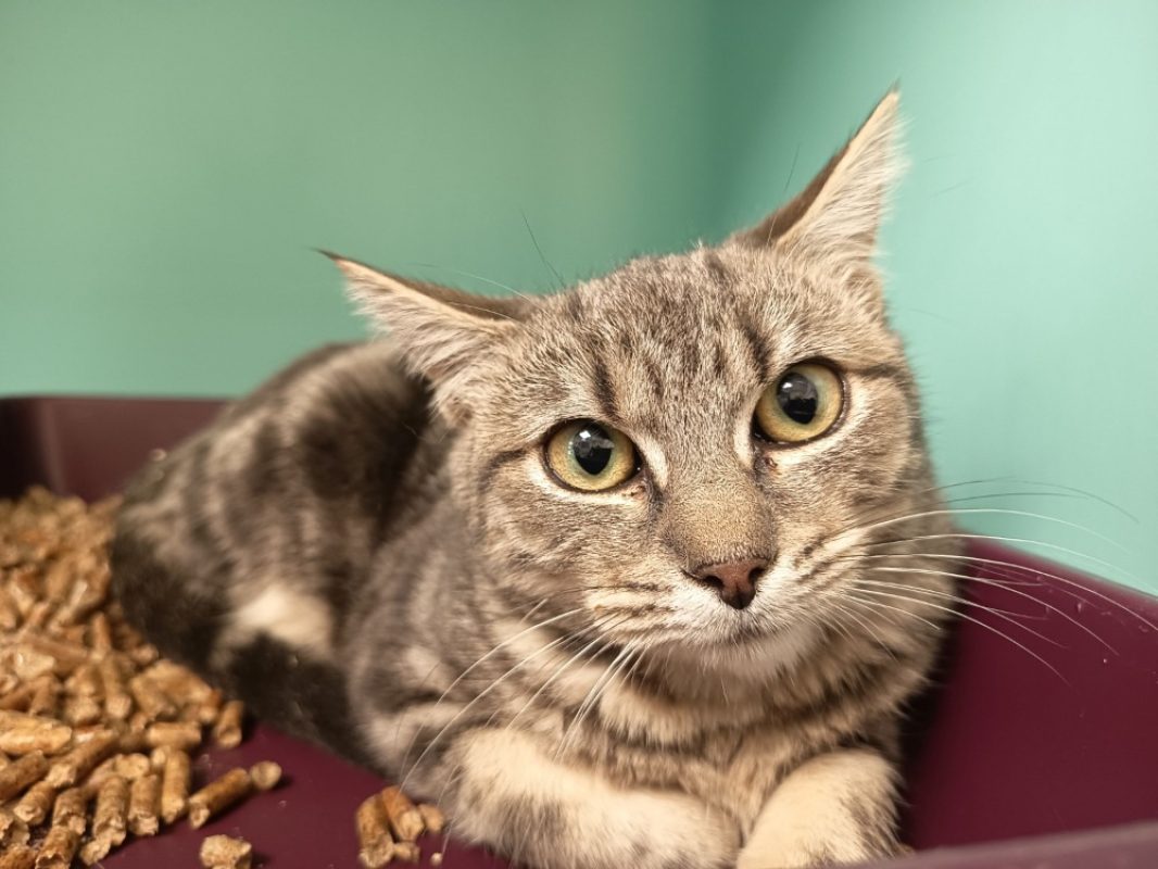 Cristal - Chat Européen à adopter