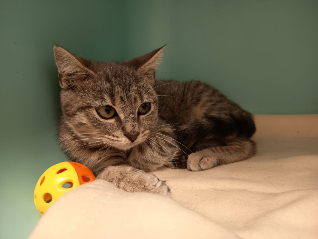 Marley - Chat Européen à adopter