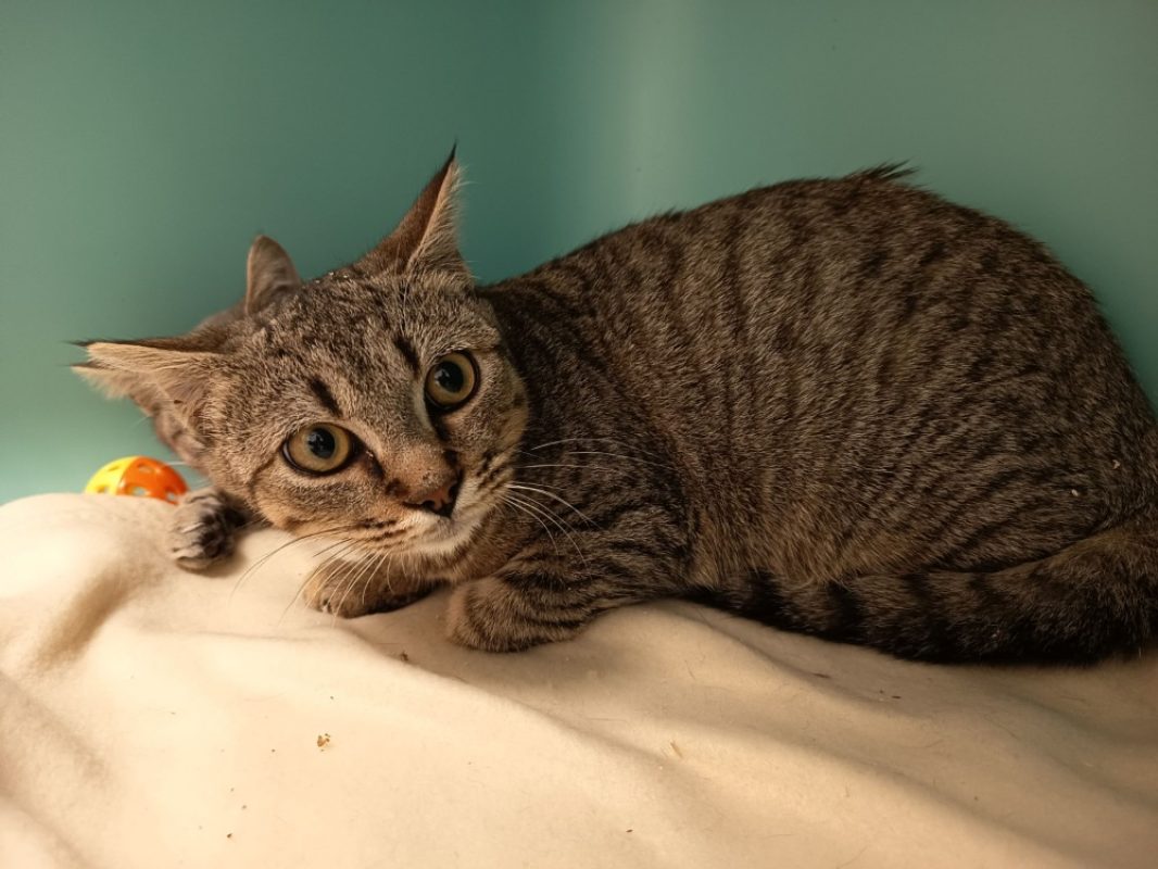 AÉria - Chat Européen à adopter