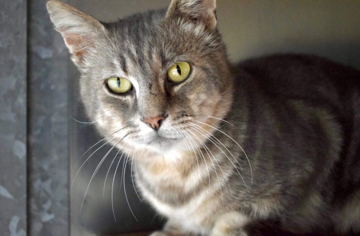 Holly - Chat Européen à adopter