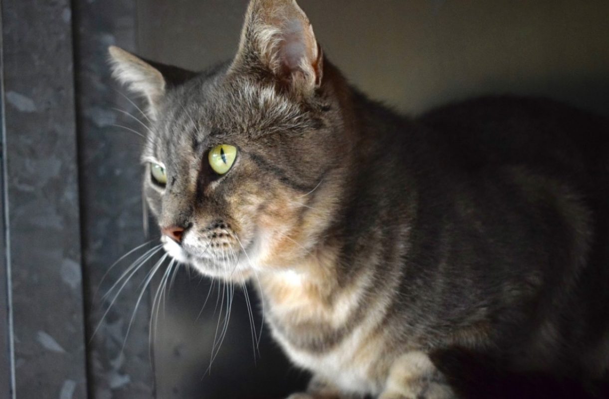 Holly - Chat Européen à adopter - photo 2