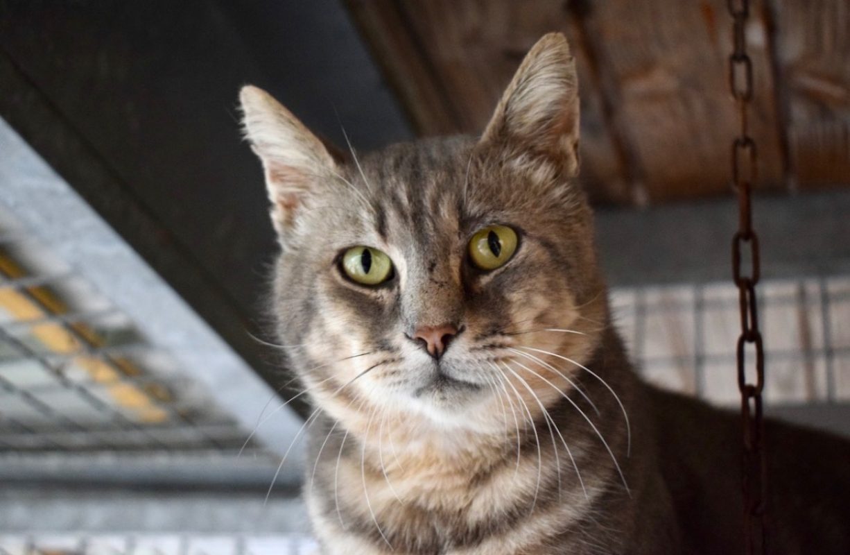 Holly - Chat Européen à adopter - photo 3