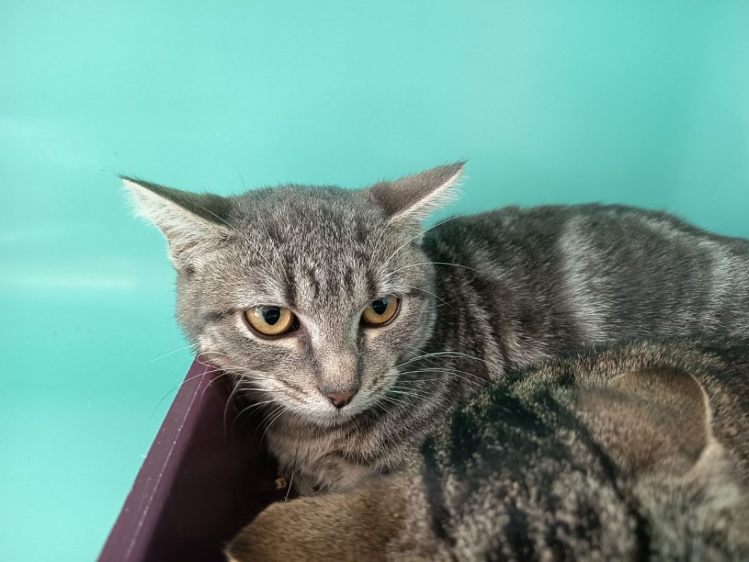 Ysilda - Chat Européen à adopter