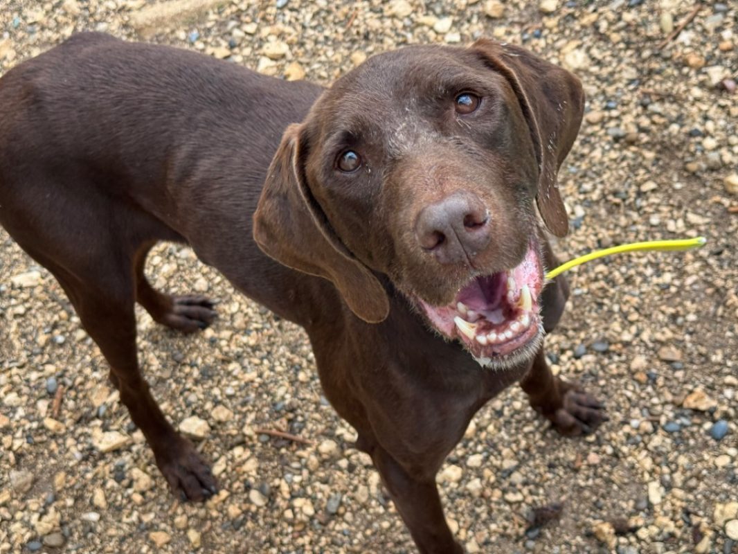 Cigarillos - Chien Braque allemand à poil court à adopter