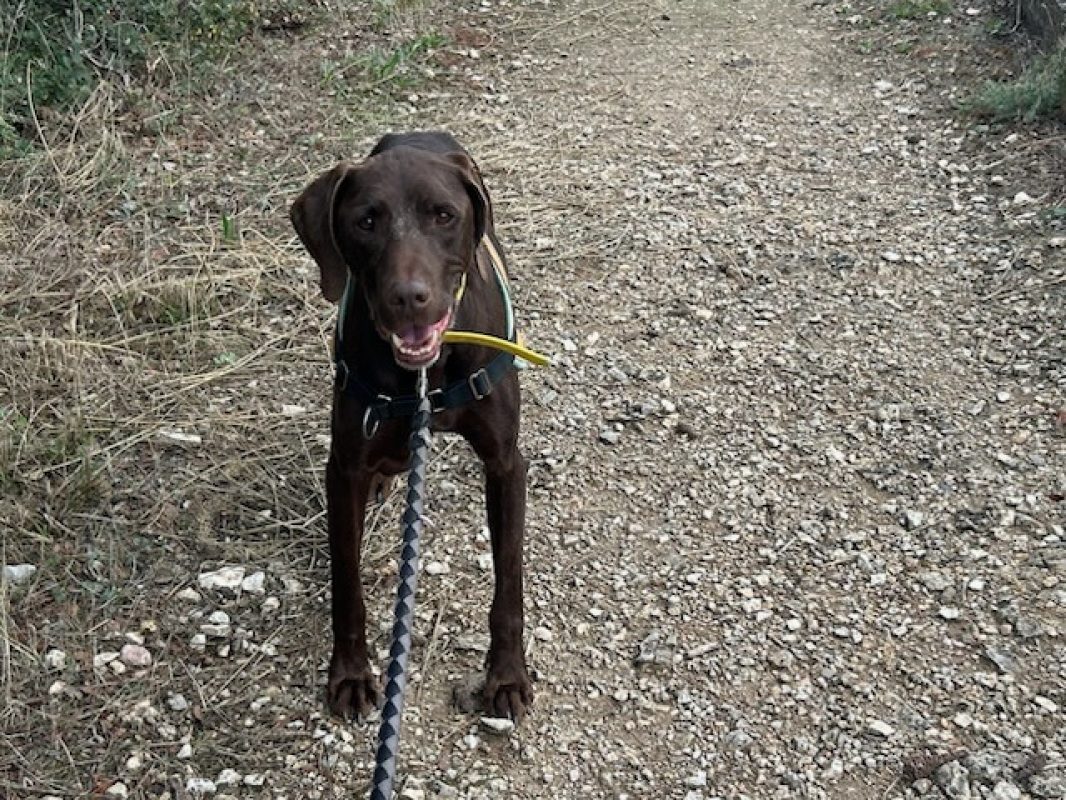 Cigarillos - Chien Braque allemand à poil court à adopter - photo 2