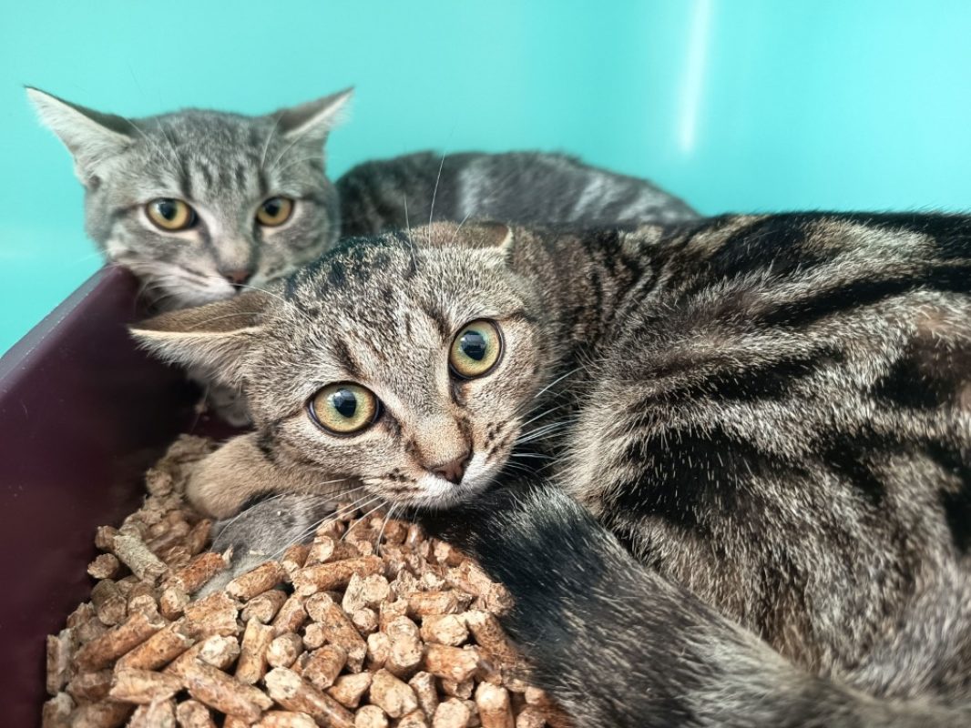 Opaline - Chat Européen à adopter