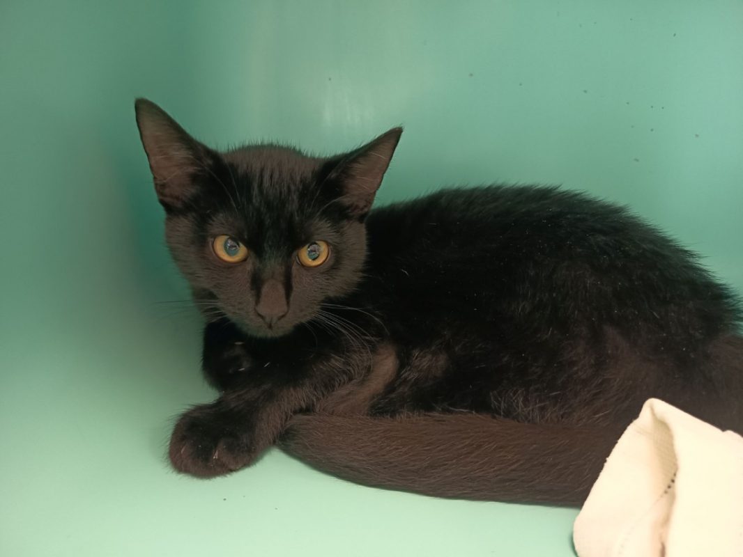 Casper - Chat Européen à adopter